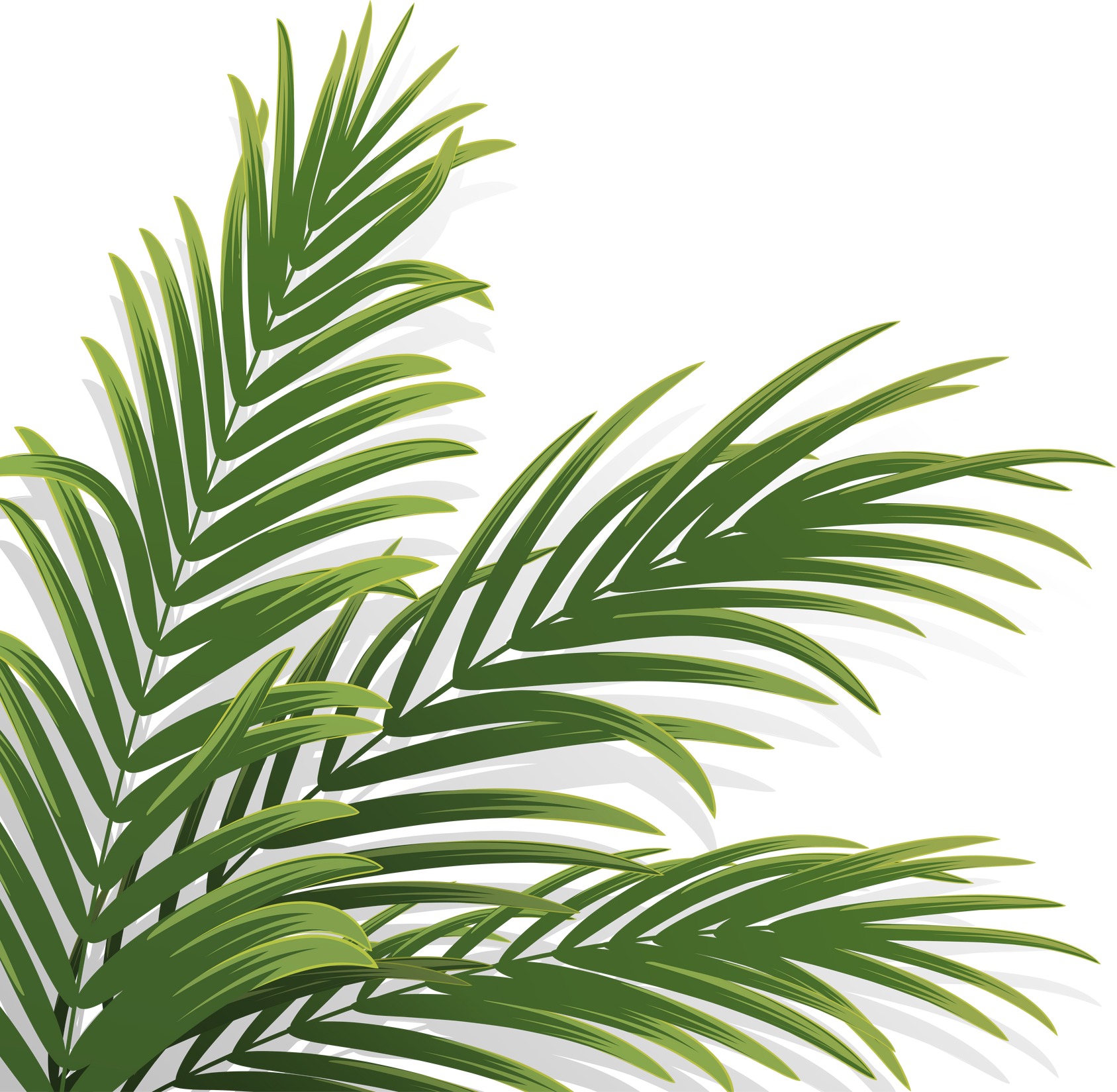 palm leaf