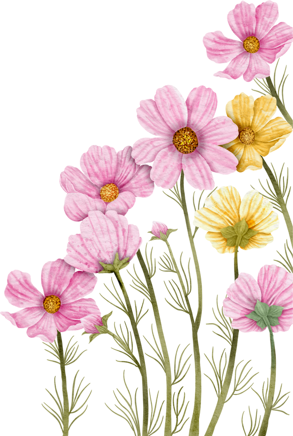 Cosmos Flower